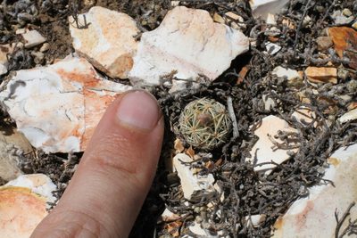Pelecyphora minima, photographed by Reid Hardin