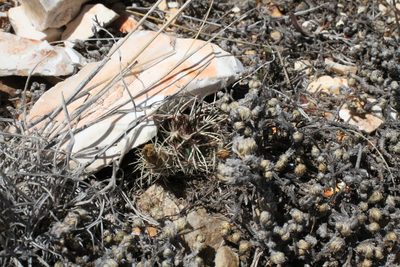 Echinocereus davisii, photographed by Reid Hardin