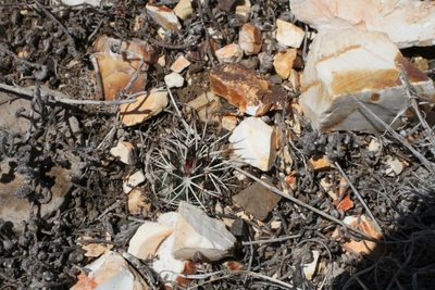 Echinocereus davisii, photographed by Reid Hardin