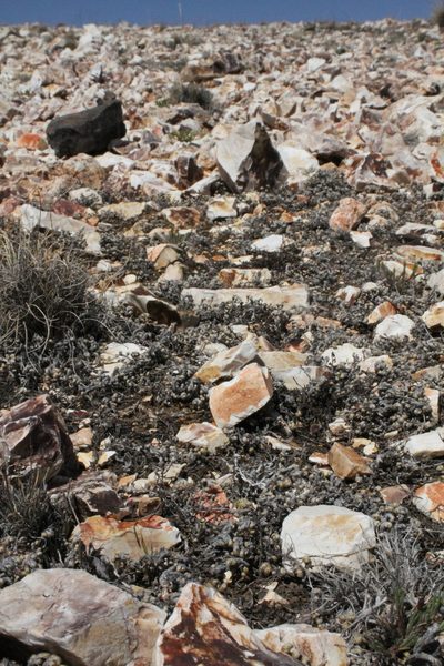 Pelecyphora minima, photographed by Reid Hardin