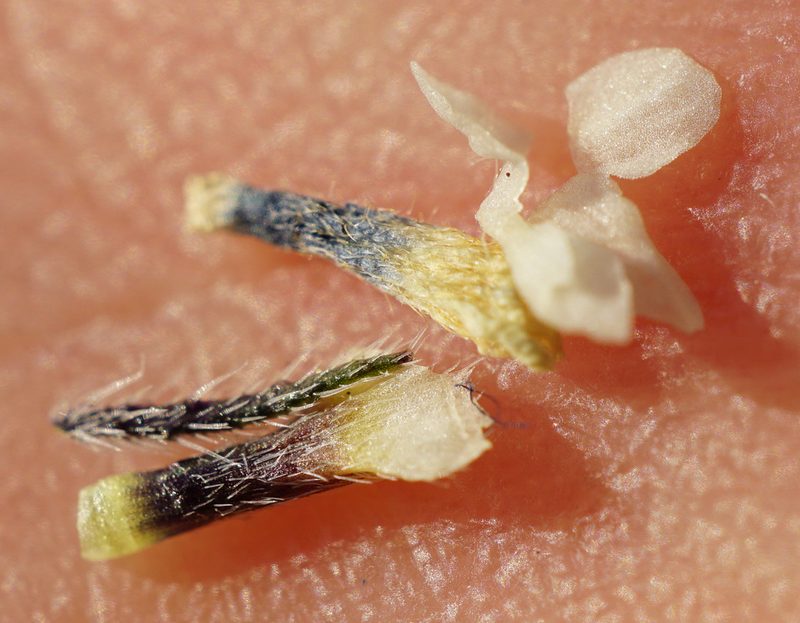 Buglossoides incrassata, photographed by Patrick Hacker