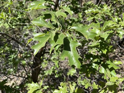 Quercus gravesii, photographed by Reid Hardin