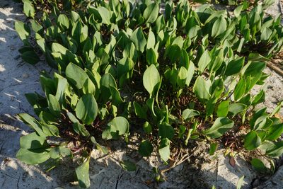 Lepidium cartilagineum, photographed by Patrick Hacker