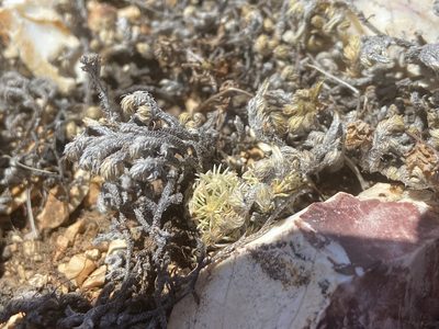Pelecyphora minima, photographed by Reid Hardin