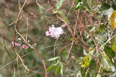 Tanaecium dichotomum, photographed by Patricio Cowper Coles