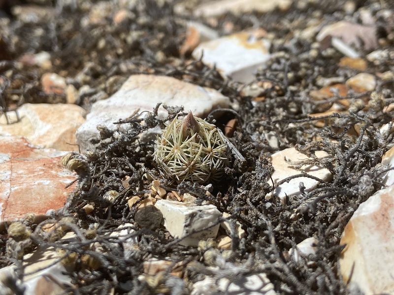Pelecyphora minima, photographed by Reid Hardin