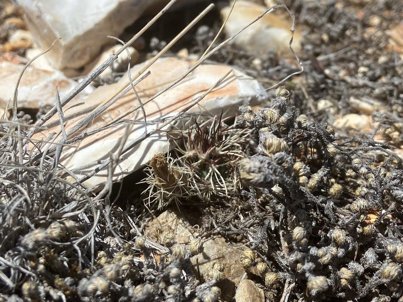 Echinocereus davisii, photographed by Reid Hardin