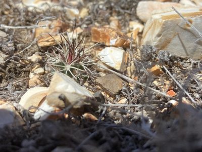 Echinocereus davisii, photographed by Reid Hardin