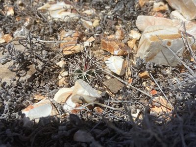 Echinocereus davisii, photographed by Reid Hardin
