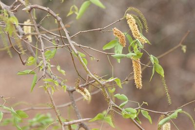 Neltuma ruscifolia, photographed by Patricio Cowper Coles