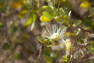 Morisonia speciosa, photographed by Patricio Cowper Coles