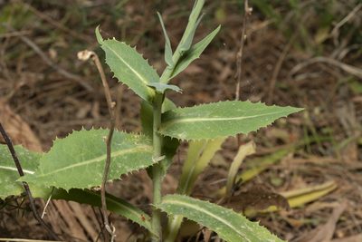 Lactuca tuberosa, photographed by Eleftherios Katsillis