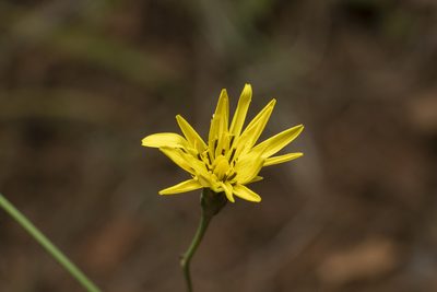 Pseudopodospermum elatum, photographed by Eleftherios Katsillis
