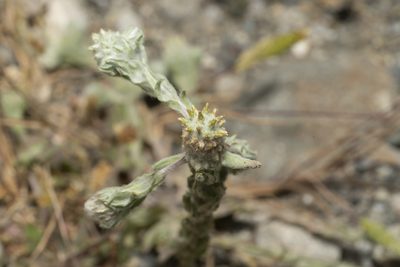Filago eriocephala, photographed by Eleftherios Katsillis