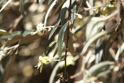 Morisonia salicifolia, photographed by Patricio Cowper Coles