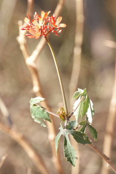 Jatropha grossidentata, photographed by Patricio Cowper Coles