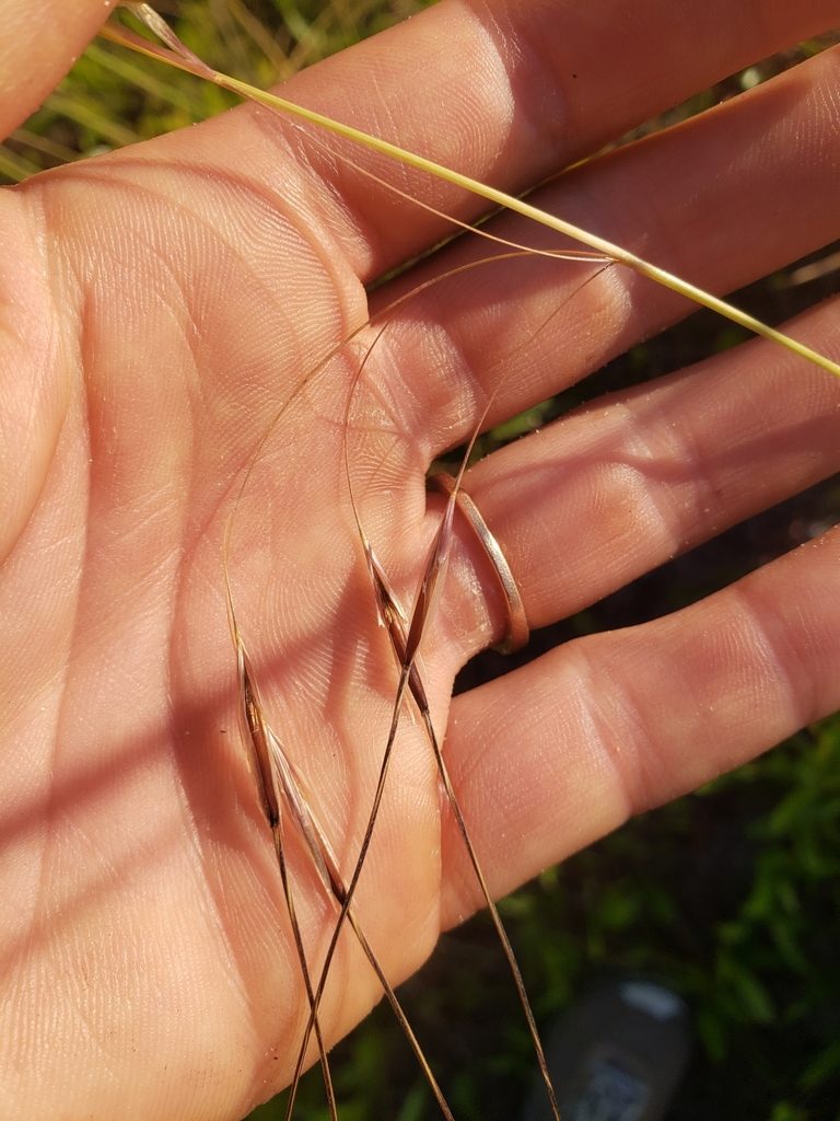 Piptochaetium avenacioides, photographed by Valerie Anderson