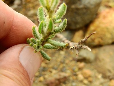 Senecio tristis, photographed by Guillermo Debandi