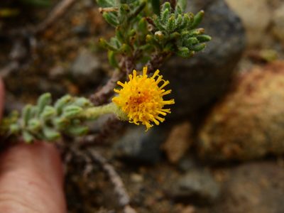 Senecio tristis, photographed by Guillermo Debandi
