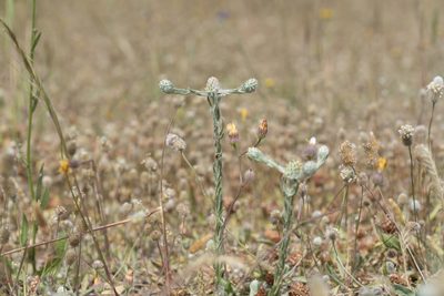 Filago eriocephala, photographed by Eleftherios Katsillis