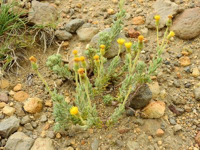 Senecio tristis, photographed by Guillermo Debandi