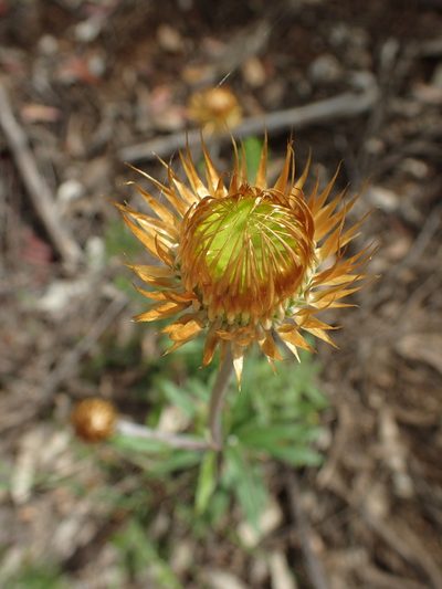Coronidium oxylepis, photographed by ronavery