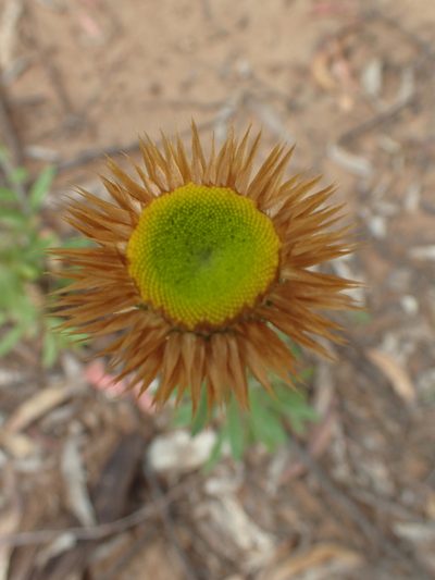 Coronidium oxylepis, photographed by ronavery
