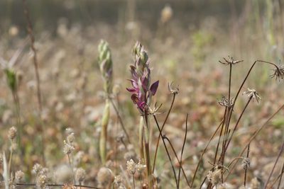 Anacamptis sancta, photographed by Eleftherios Katsillis