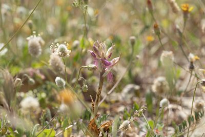 Anacamptis sancta, photographed by Eleftherios Katsillis