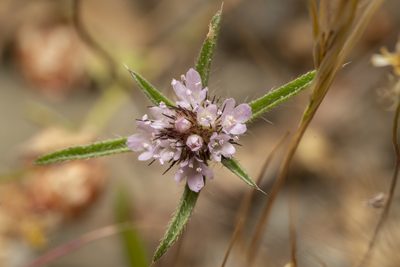 Lomelosia divaricata, photographed by Eleftherios Katsillis