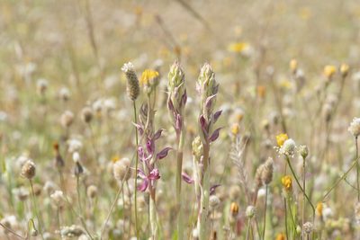 Anacamptis sancta, photographed by Eleftherios Katsillis