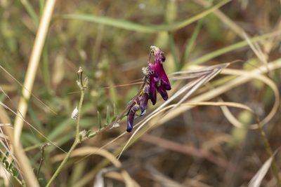 Vicia eriocarpa, photographed by Eleftherios Katsillis