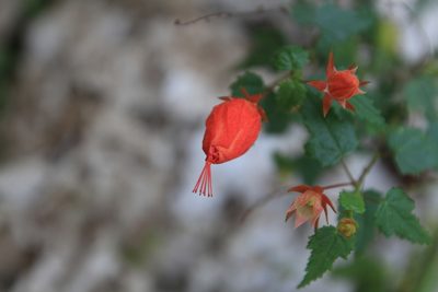Pavonia punctata, photographed by Brian Oakes Haiti Hunter