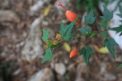 Pavonia punctata, photographed by Brian Oakes Haiti Hunter