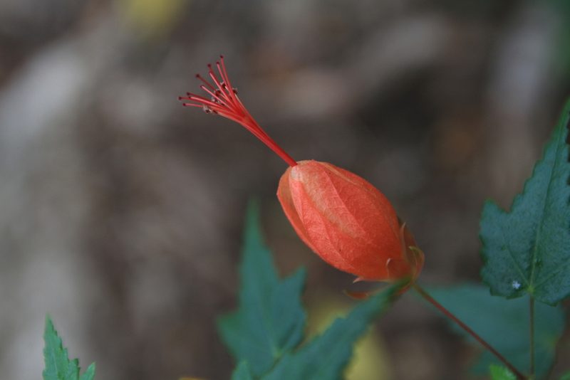 Pavonia punctata, photographed by Brian Oakes Haiti Hunter