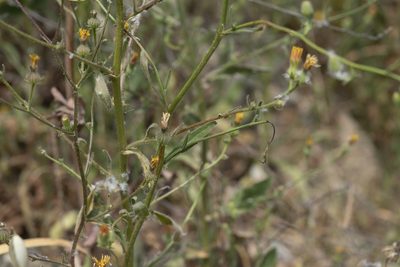 Picris rhagadioloides, photographed by Eleftherios Katsillis
