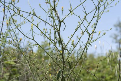 Picris rhagadioloides, photographed by Eleftherios Katsillis
