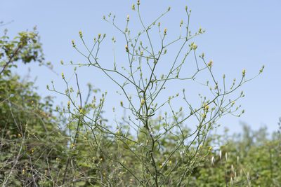 Picris rhagadioloides, photographed by Eleftherios Katsillis