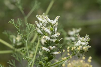 Fumaria parviflora, photographed by Eleftherios Katsillis