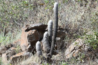 Espostoa melanostele, photographed by capacoscar