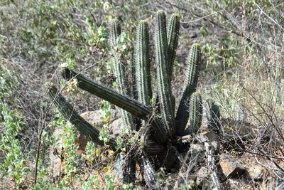 Haageocereus acranthus, photographed by capacoscar