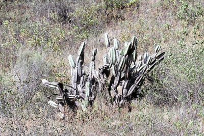 Armatocereus matucanensis, photographed by capacoscar