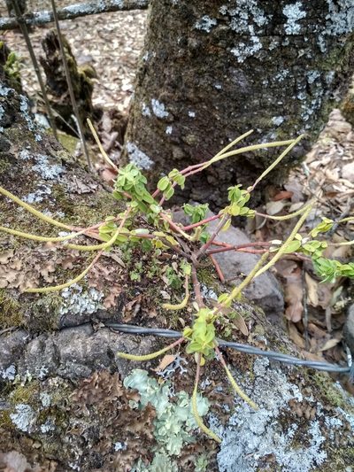 Peperomia leptophylla, photographed by Guillermo Huerta Ramos