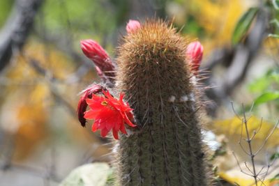 Borzicactus acanthurus, photographed by capacoscar
