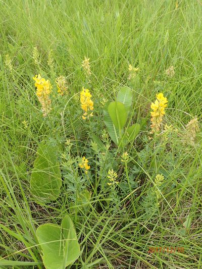 Crotalaria globifera, photographed by Peter Warren