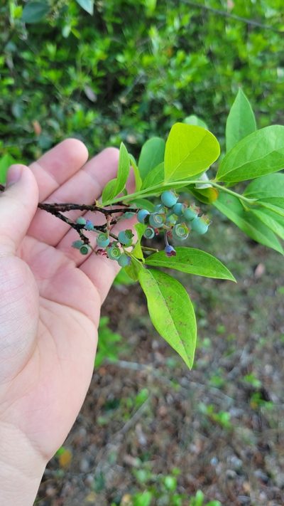 Vaccinium formosum, photographed by Ryan Watson