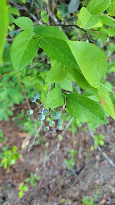 Vaccinium formosum, photographed by Ryan Watson