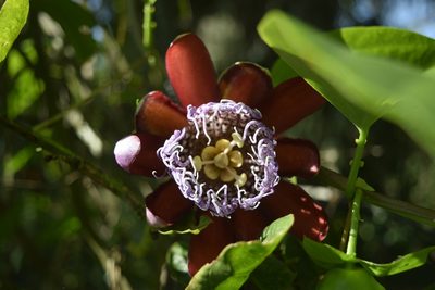 Passiflora alata, photographed by Saban-Sequén, E.A.