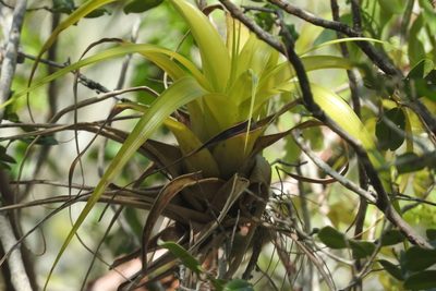 Tillandsia elongata, photographed by Sebastián de Jesús Herrera Buenfil