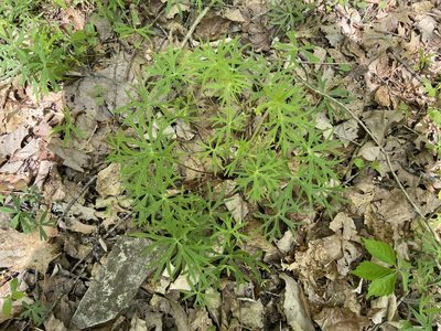 Delphinium alabamicum, photographed by Brian Finzel